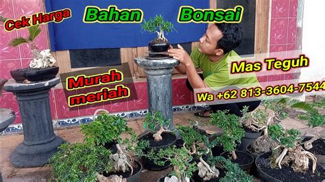 Cek Harga Bonsai Small Di Mas Teguh Wa 62 813 3604 7544 YouTube