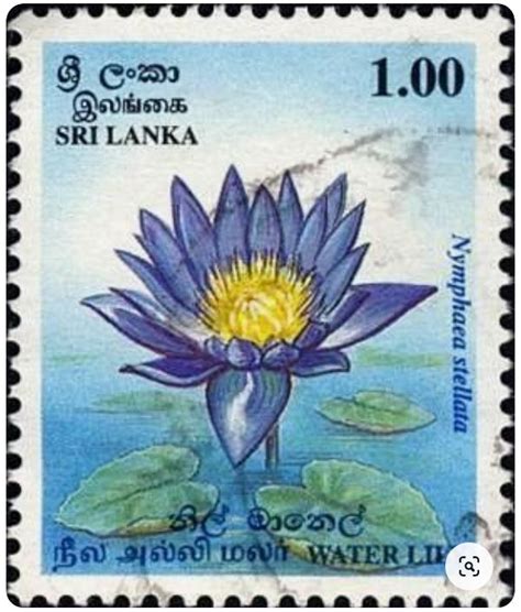 Sri lanka flowers