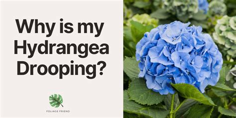 Why is Hydrangea Drooping? Quick Solutions and Tips - Foliage Friend ...