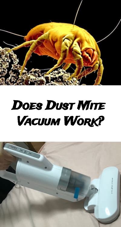 Does Dust Mite Vacuum Work Homelization Dust Mites Vacuums Dust