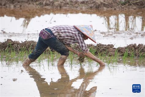 China Daily On Twitter Local Villagers Are Busy Planting Late Rice To