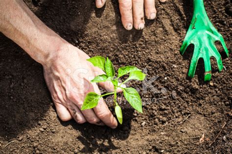 Planting Seedlings Vegetable Garden Stock Photo Royalty Free Freeimages