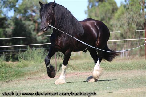 Shire draft horse trot stock 3 by buckleighh on DeviantArt