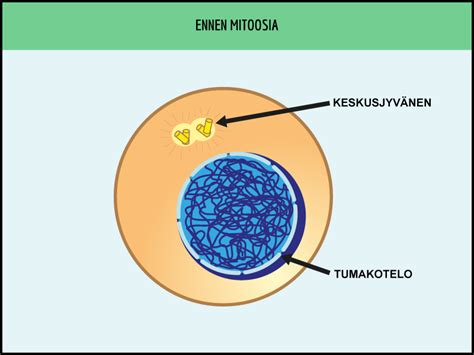 Ennen mitoosin esivaihetta emosolun dna on kahdentunut.