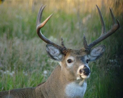 Impressive 8 Point Buck | Whitetail deer, Buck, Hunting season