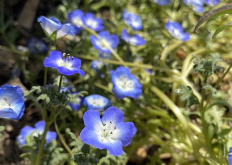 Spring Wildflowers Persist Despite Drought - Save The Bay