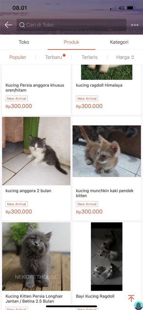 Tanyarl Dilarang On Twitter Mau Tnya Dong Ini Di Oren Ada Yg Jual