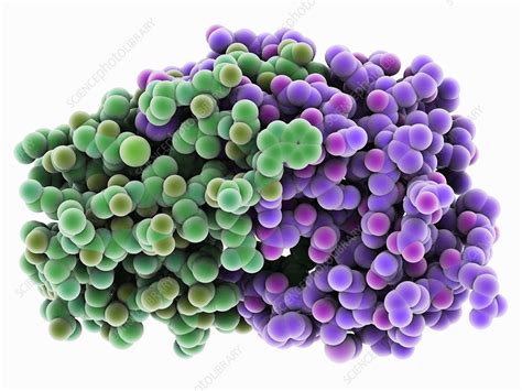 Hiv 1 Protease Molecule Stock Image C014 2839 Science Photo Library