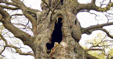 Chasing Yesterdays The Majesty Oak Of The Fredville Estate Park In