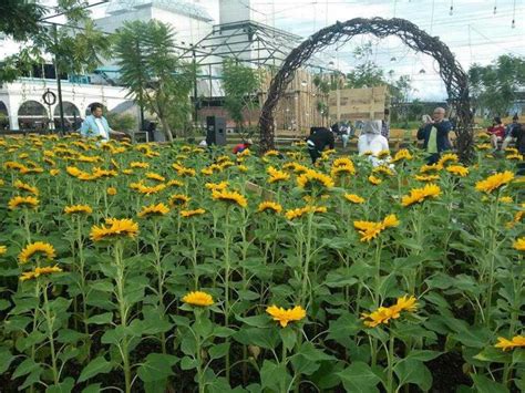 Kebun Bunga Matahari Indonesia Tiga Objek Wisata Dengan Hamparan