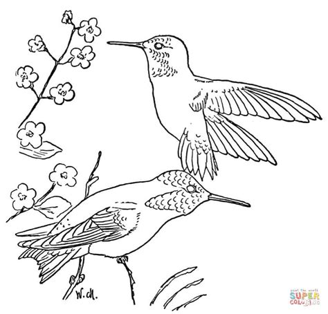 Ruby Throated Hummingbird Coloring Pages at GetDrawings | Free download