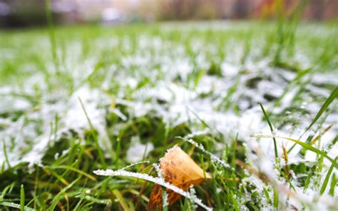 Frost On Grass