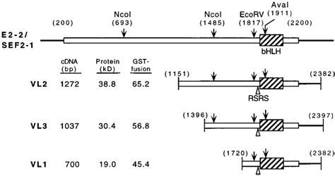 Cloning Of Vl1 Vl2 And Vl3 And Alignment Of Each Cdna With Human