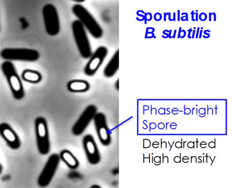 Spore Staining Flashcards Quizlet