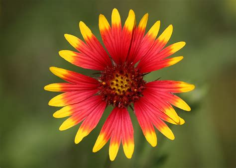 Oklahoma State Wildflower Indian Blanket