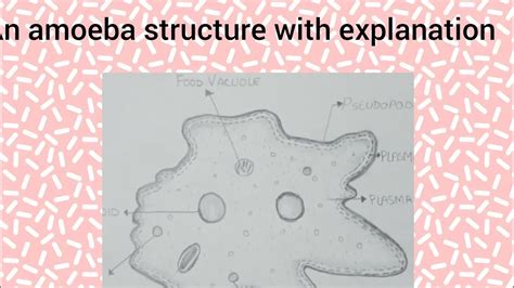 A Structure Of An Amoeba Drawing With Explanation Activityzone6674 Youtube