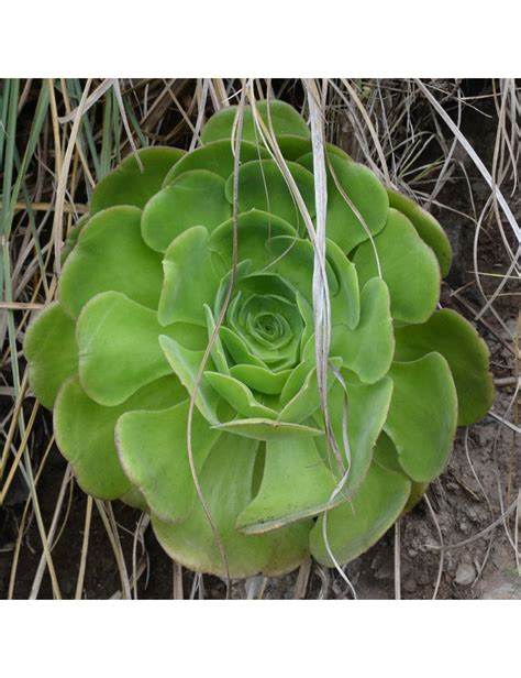 Aeonium Canariense