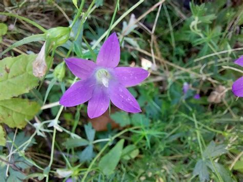 Wiesen Glockenblume Campanula Patula 1 Wiesen Glockenb Flickr