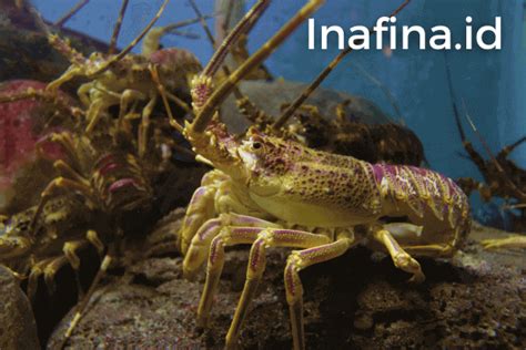 Ingin Memulai Usaha Lobster Air Tawar Ini Strategi Suksesnya Inafina Id