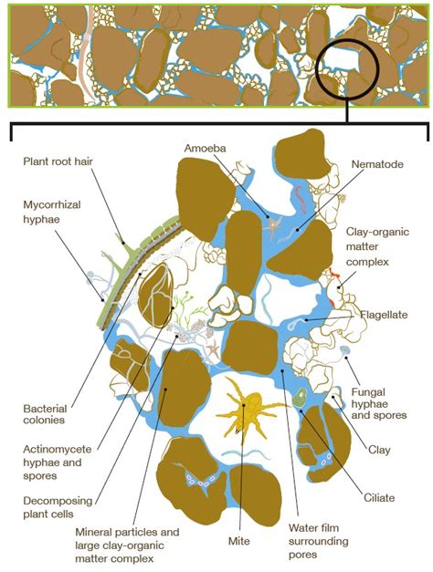 Soil organisms stabilise soil structure | AHDB