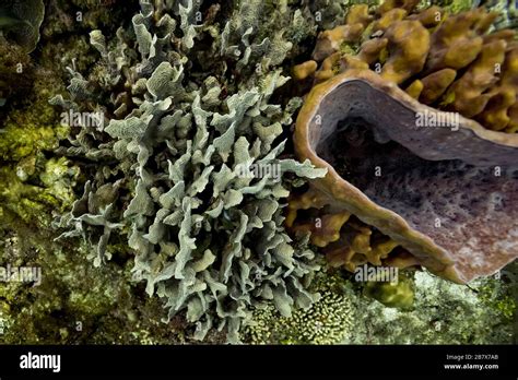 Coral Reefs Cemetery Wall Dive Site Roatan Honduras Stock Photo Alamy