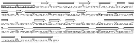 Lipl Sequence And Predicted Secondary Structure The Amino Acid