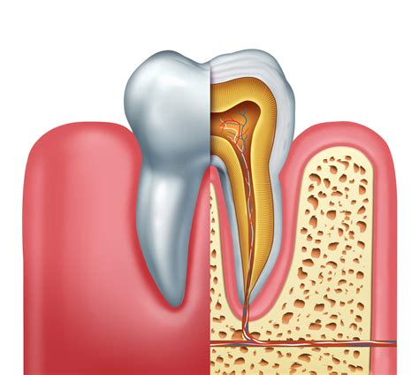 How Long Does A Root Canal Take Creekside Dentistry