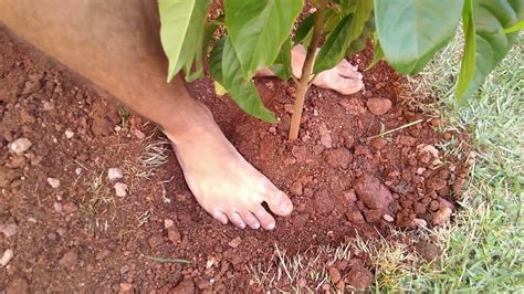 Como Plantar Fruta Do Conde Pinha Na Terra Youtube