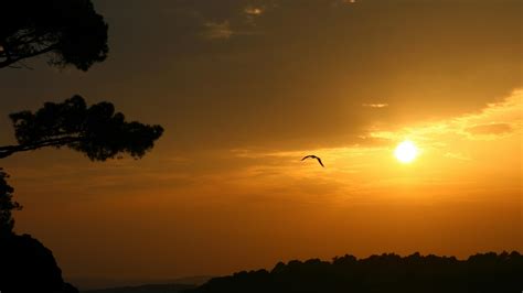 Wallpaper Sunlight Birds Sunset Nature Sky Silhouette Sunrise Evening Morning Sun