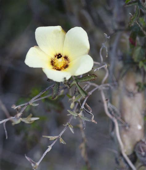 Desert Rosemallow Hibiscus Coulteri I Am Jacques Strappe Flickr