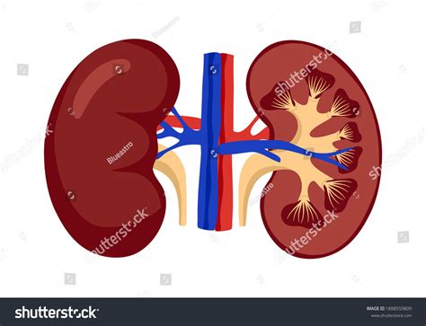Kidney Anatomy Ppt