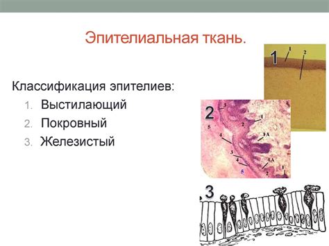 Эпителиальная, мышечная, соединительная и нервная ткани - презентация ...