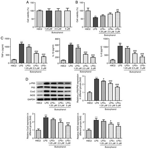 Butorphanol Alleviates Lipopolysaccharideinduced Inflammation And