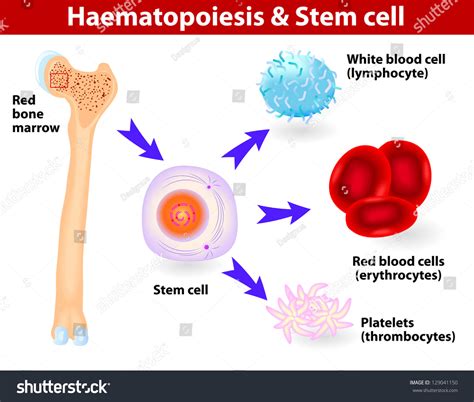 Cells Differentiation Images Stock Photos Vectors Shutterstock