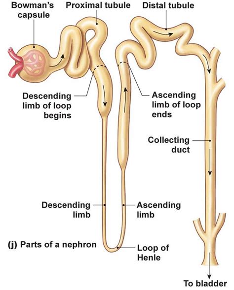 My Biomedical Notebook: Renal Physiology, Fluid and Electrolyte Balance