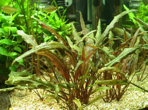 Cryptocoryne Beckettii