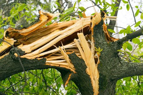 Tree Bark Repair Guide How To Repair Tree Bark Damage Minneopa Orchards