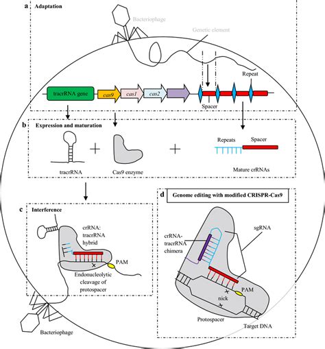 Crispr Cas9 Bacteria