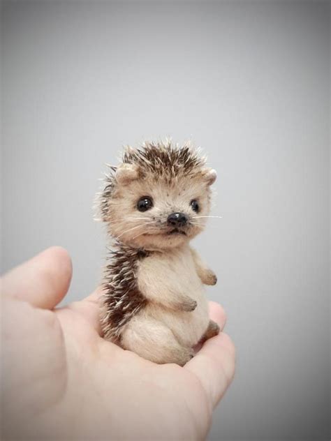 Really Cute Baby Hedgehogs