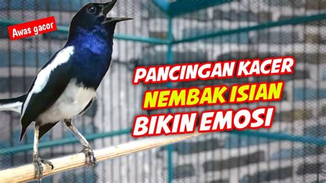 PANCINGAN KACER NEMBAK ISIAN BIKIN EMOSI KACER GACOR FULL ISIAN