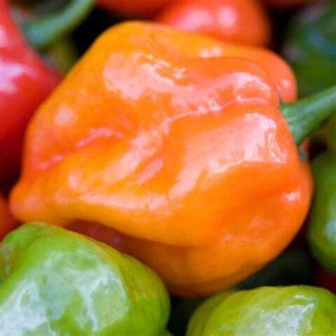 Habanero Pepper Seeds 1936 | OSC Seeds