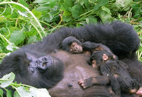 5 Days Uganda Rwanda All Primates Tour Safari Vacations Travel Services