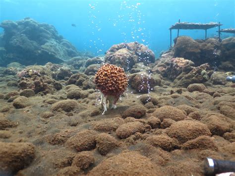 Les Ponges Grandes Gagnantes De Lacidification Des Oc Ans Ird Le