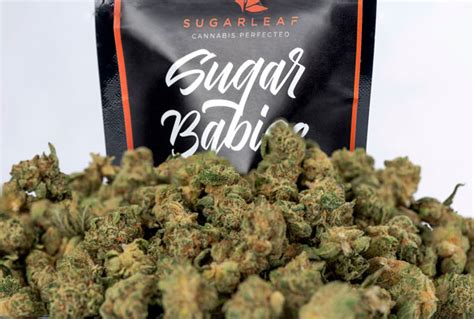 What Are Sugar Babies? – Sugarleaf