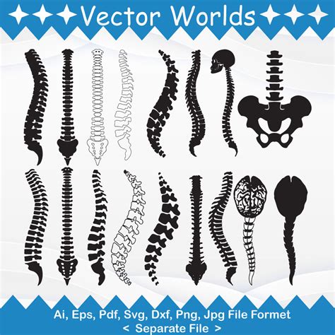 Anatomy Spine Svg Anatomy Svg Spine Svg Back Human SVG Ai Pdf