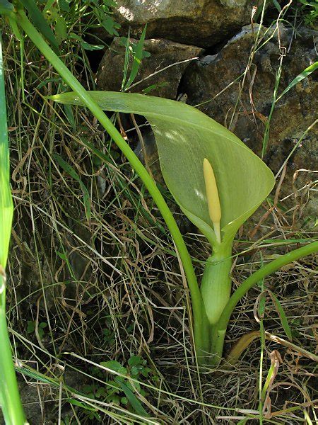 Arum Italicum Italian Lords And Ladies The Online Flora Of The Maltese