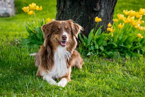 8 Best Dog Bed For Australian Shepherd In 2023