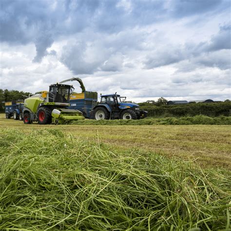 Aber Hsg 2 Multi Cut Silage Grass Seed Germinal