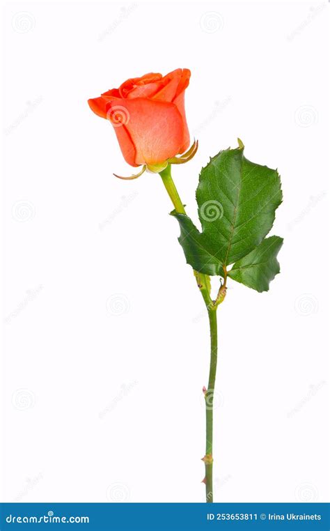 Red Rose Flower With Clipping Path Side View Beautiful Single Red