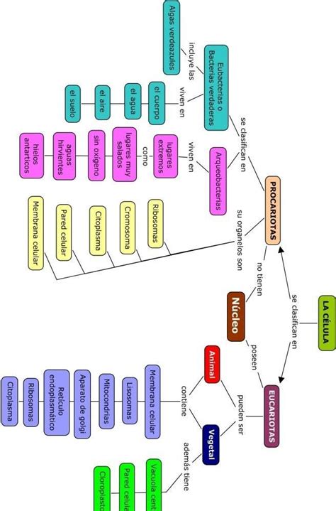 Realizar Un Mapa Conceptual De Los Temas La Célula Procariota Las